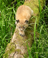 Pard animalier de Ste Croix