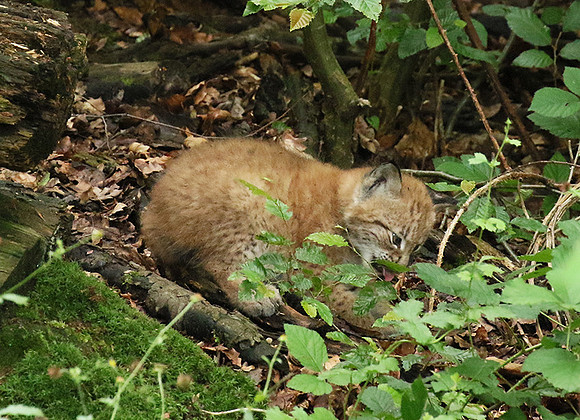 Pard animalier de Ste Croix