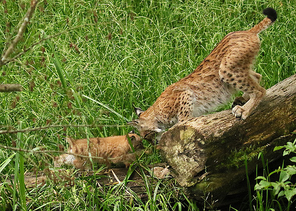 Pard animalier de Ste Croix