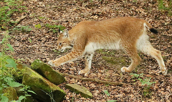Pard animalier de Ste Croix