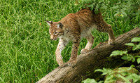 Pard animalier de Ste Croix