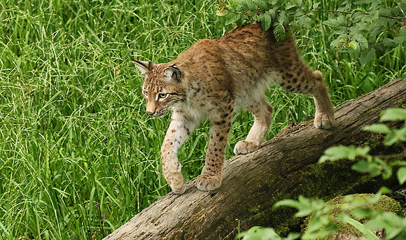 Pard animalier de Ste Croix