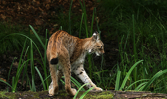 Pard animalier de Ste Croix