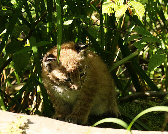 Pard animalier de Ste Croix
