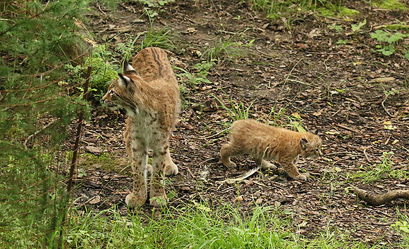 Pard animalier de Ste Croix
