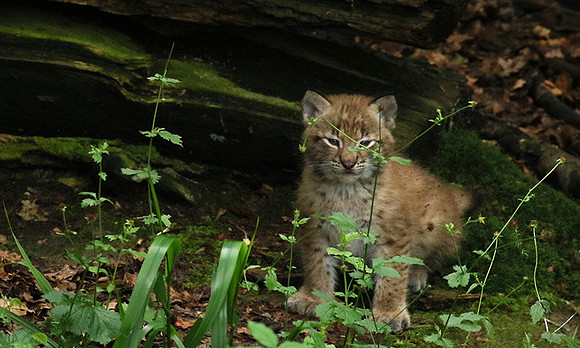 Pard animalier de Ste Croix
