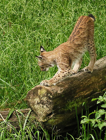 Pard animalier de Ste Croix