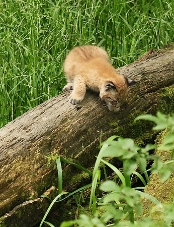 Pard animalier de Ste Croix