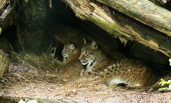 Pard animalier de Ste Croix