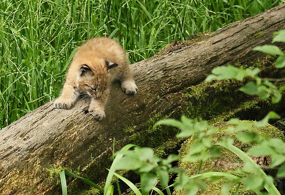 Pard animalier de Ste Croix