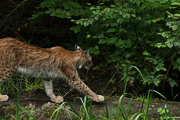 Pard animalier de Ste Croix