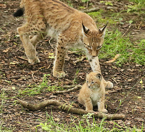 Pard animalier de Ste Croix