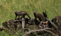 Banded mongoose - Grumeti Private Reserve