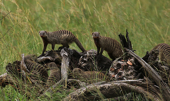 Banded mongoose - Grumeti Private Reserve