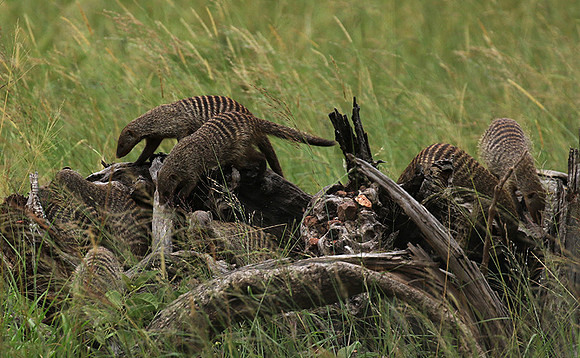 Banded mongoose - Grumeti Private Reserve