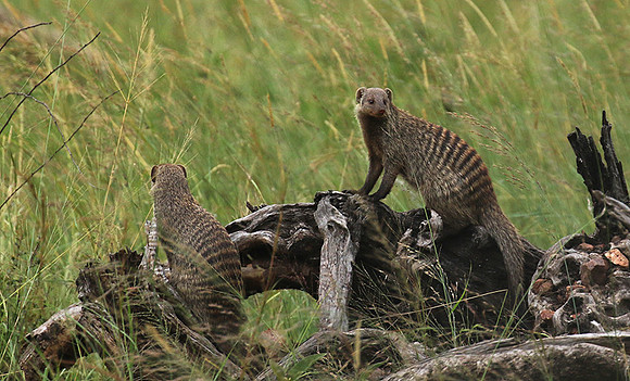 Banded mongoose - Grumeti Private Reserve