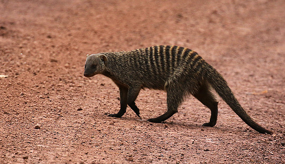 Banded mongoose - Grumeti Private Reserve