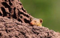 Dwarf mongoose - Serengeti - Grumeti Private Reserve