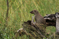 Banded mongoose - Grumeti Private Reserve