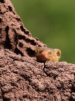 Dwarf mongoose - Serengeti - Grumeti Private Reserve