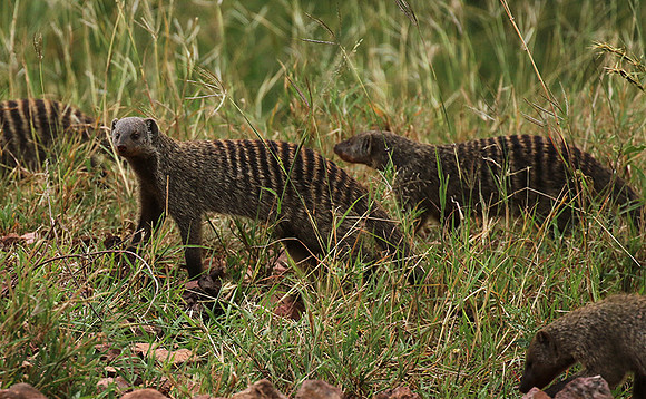 Banded mongoose - Grumeti Private Reserve