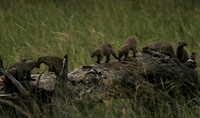 Banded mongoose - Grumeti Private Reserve