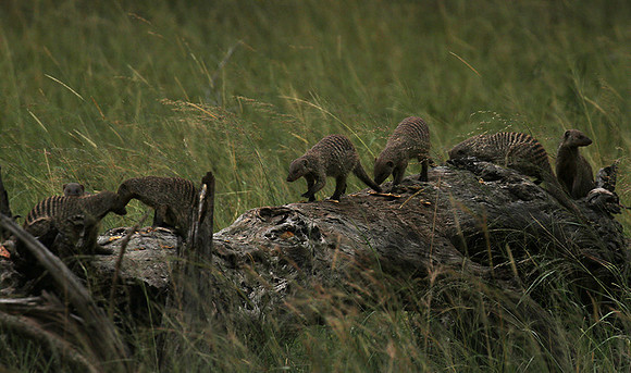 Banded mongoose - Grumeti Private Reserve
