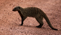 Banded mongoose - Grumeti Private Reserve