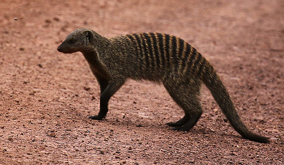 Banded mongoose - Grumeti Private Reserve