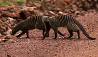 Banded mongoose - Grumeti Private Reserve