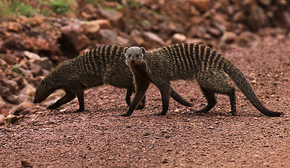 Banded mongoose - Grumeti Private Reserve