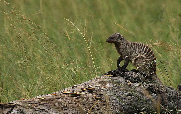 Banded mongoose - Grumeti Private Reserve