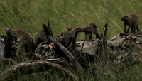 Banded mongoose - Grumeti Private Reserve