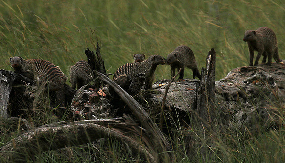 Banded mongoose - Grumeti Private Reserve