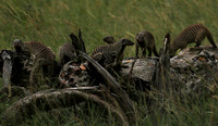 Banded mongoose - Grumeti Private Reserve