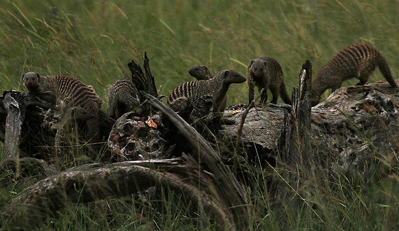 Banded mongoose - Grumeti Private Reserve