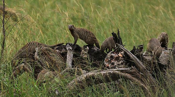 Banded mongoose - Grumeti Private Reserve