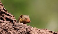 Dwarf mongoose - Serengeti - Grumeti Private Reserve