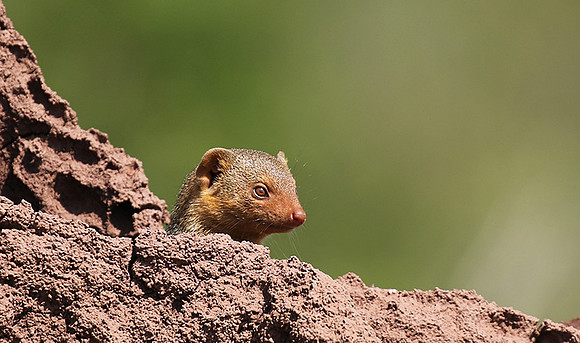 Dwarf mongoose - Serengeti - Grumeti Private Reserve