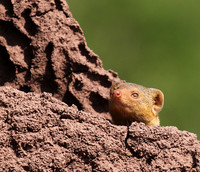 Dwarf mongoose - Serengeti - Grumeti Private Reserve
