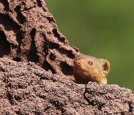 Dwarf mongoose - Serengeti - Grumeti Private Reserve