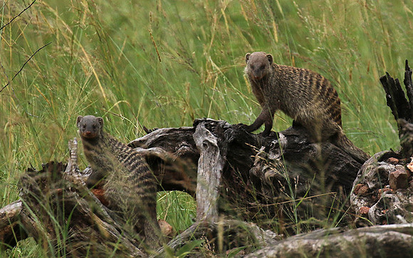 Banded mongoose - Grumeti Private Reserve