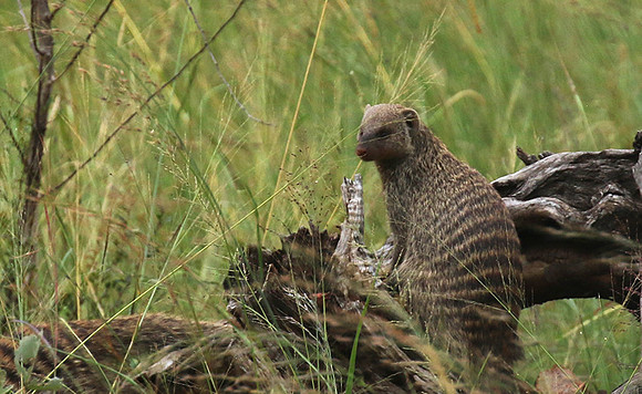 Banded mongoose - Grumeti Private Reserve