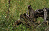Banded mongoose - Grumeti Private Reserve