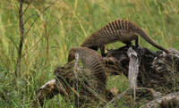 Banded mongoose - Grumeti Private Reserve