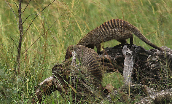 Banded mongoose - Grumeti Private Reserve