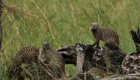 Banded mongoose - Grumeti Private Reserve