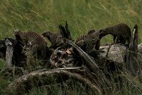 Banded mongoose - Grumeti Private Reserve