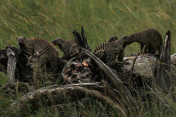 Banded mongoose - Grumeti Private Reserve
