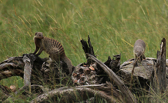 Banded mongoose - Grumeti Private Reserve